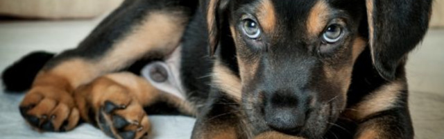 Veterinari savetuju – ove reči ne upućujte svom psu!