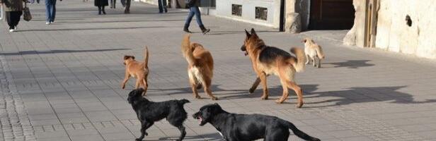 Za 3 godine isplaćeno 60 miliona dinara odštete po osnovu ujeda pasa