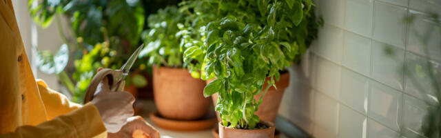 Zasadite začinsko bilje u vašem domu