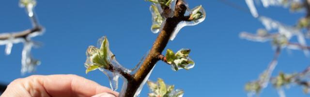 ZBOG KASNIH PROLEĆNIH MRAZEVA Srbija na voću gubi i do 150 miliona evra