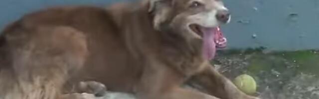 ZBOG PSA SA GROBLJA U SAO PAULU NAPRAVILI NOVI ZAKON! Bob grobar naterao vlasti da dozvole sahranjivanje ljubimaca sa ljudima (VIDEO)