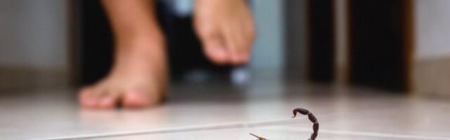 Škorpioni vam ulaze u kuću? Evo šta to znači i kako da se zaštite