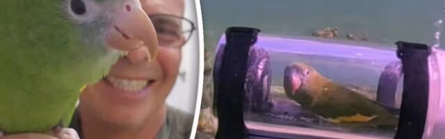 Šta radi papagaj na dnu mora? Razgleda korale i šarene ribice ali stvarno!