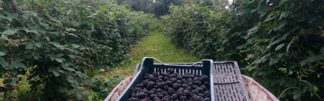 Cena kupine oko 130 dinara po kilogramu - sve što se nabere, proda se