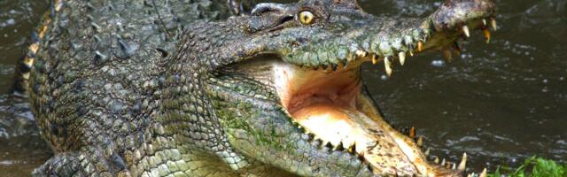 Devojčicu (12) napao krokodil u potoku, nađeni njeni ostaci: Užas u Australiji, nastavlja se potraga za zveri