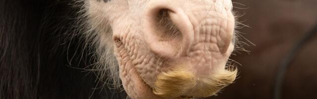 Ludilo! Ovaj konj ima brkove: Zbog mutacije mu rastu čekinje o kojima muškarci mogu samo da sanjaju