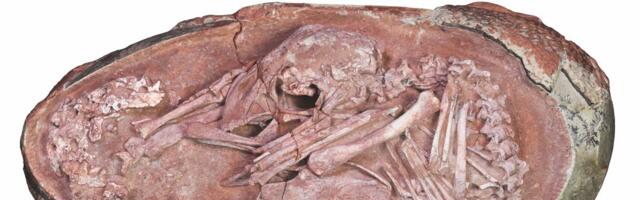 Kinezi pronašli redak fosil dinosaura sklupčanog u jajetu star više od 70 miliona godina