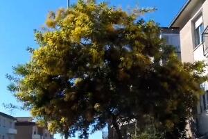 У Италији цветају трешње, мимозе и мушмуле, а плаже пуне купача – зашто их брине лето усред јесени