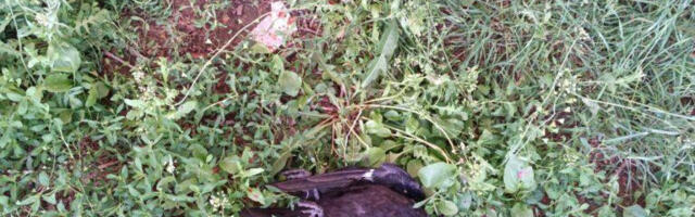 Čitaoci javljaju: Mrtve vrane u naselju Dubočica