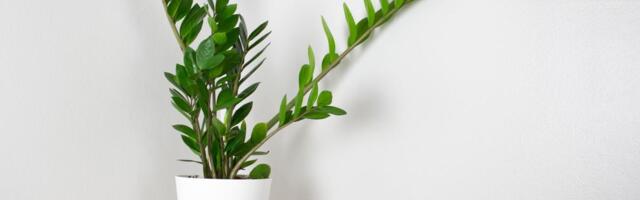 Zamija ne voli mnogo vode, ali pivo obožava! Počastite je, a ona će, veruje se, kuću ispuniti srećom i novcem