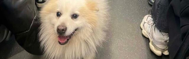 Pas ušao u voz na Petrovaradinu i stigao do stanice Prokop: Nemački špic ima čip, vlasnik nedostupan