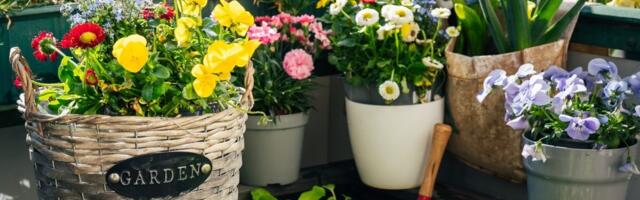 Mart je idealan za sadnju: Ovih 10 biljaka uspeva i na balkonu