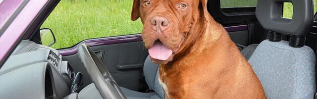 Pojednostavljene procedure za Srbiju za putovanja sa kućnim ljubimcima u EU