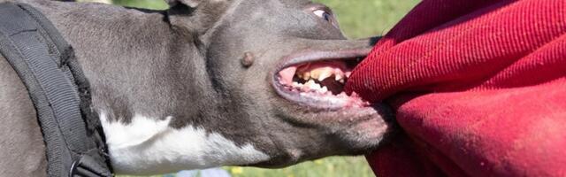 Pas izujedao devojčicu (5) po glavi i licu! Horor u Beogradu: Vlasnik uhapšen