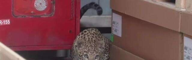 Divlji leopard tražio zalutao u Mercedesovu fabriku