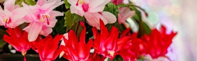 Ako vam ova biljka procveta, to znači da stiže prinova! Dobro otvorite oči