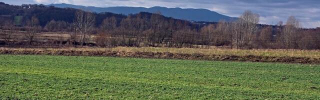 Čini čuda u bašti, a svi ga koriste samo za HLEB - pospite ga po zemlji