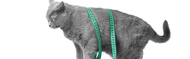 GLP-1 IMPLANT za gojazne mačke mogao bi promeniti veterinarsku medicinu već narednog leta