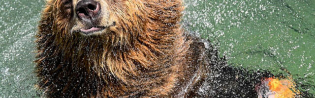 Близина људи учинила апенинског мрког медведа мање агресивним