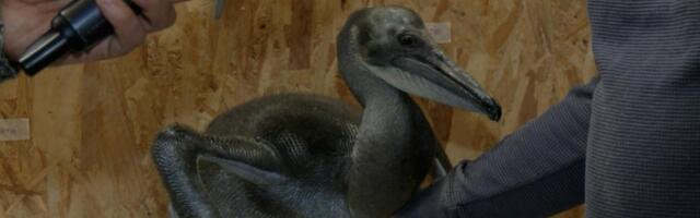 BEOGRADSKI ZOOLOŠKI VRT POSTAO BOGATIJI ZA NOVOG ČLANA! Posle 30 godina, rodio se pelikan u Beogradu -  ima preko 2 KILOGRAMA!