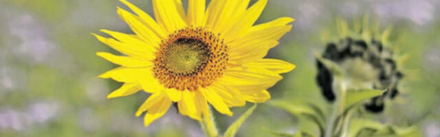 Да ли је сунцокрет биљка будућности