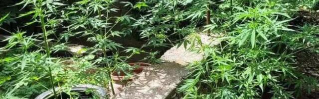 Kutije od kafe pune droge, a u dvorištu stabljike marihuane: Uhapšen diler u Nišu (FOTO)