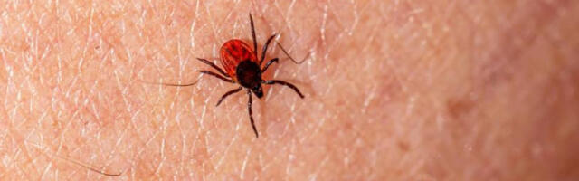 Не покушавајте крпеља да уклоните сами, потражите помоћ лекара