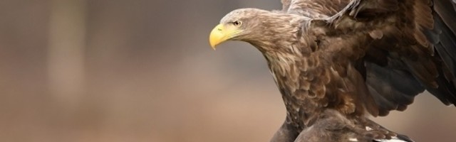 Otrov koji je pretvorio mozak orlova u "švajcarski sir" otkriven nakon 30 godina istrage!