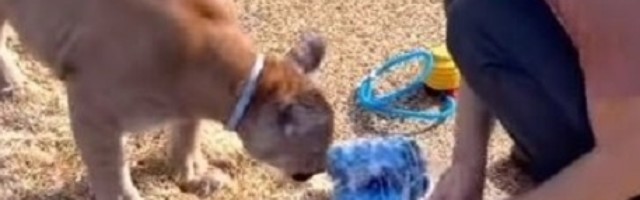 "Planiramo da se preselimo u veću kuću, pa da uzmemo i leoparda"