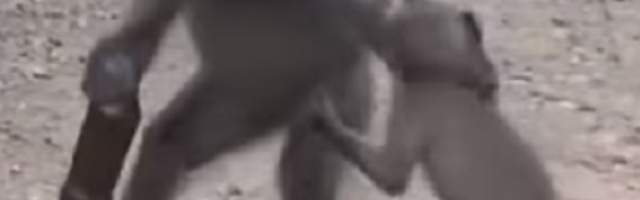 Urnebesno, pokačili se oko pivske flaše! (VIDEO)