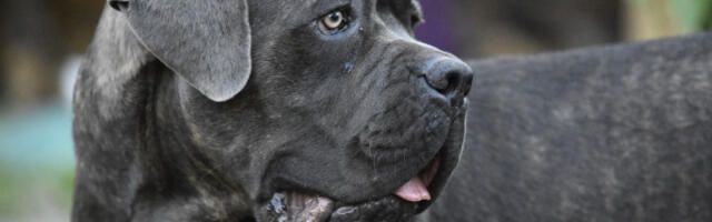 Kraj drame kod Niša: Uhvaćen pas Kane Korso koji je izujedao učenike