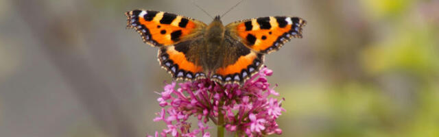 Бројност ретких врста лептира опала за чак 80 одсто