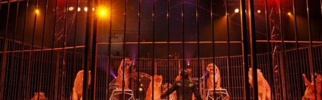 VELIKA DRAMA U CIRKUSU U RUSIJI! Tigar srušio zaštitnu mrežu i skočio u publiku - NASTAO LOM, SVE SE ORI OD VRISKE! (VIDEO)