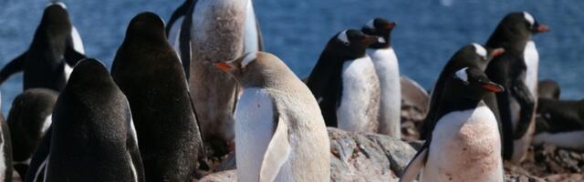 On je najdeblji pingvin na svetu! Ljudi oduševljeni njegovom pojavom - svi žele da ga vide (VIDEO)