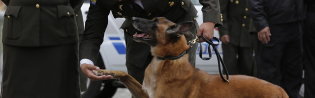 Američka vojska testira "pametne naočare" za pse koji tragaju za eksplozivom