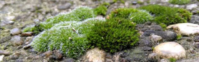 Impresivno: Mahovina preživela devet meseci u otvorenom svemiru