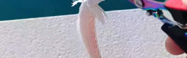 U BiH ulovljena najotrovnija riba Jadrana: Krije se u plićaku i može biti jako opasna