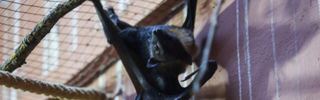 Вирус који напада мозак: Смртоносни Нипах подигао Азију на ноге