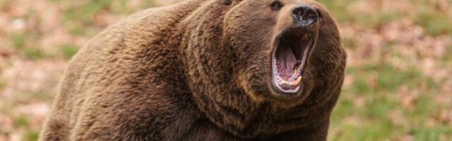 PLJUŠTI KIŠA NA SRETENJE – DA LI NAM SE CRNO PIŠE? Staro proročanstvo o vremenu se obistinjuje, a svi čekaju šta će MEDVED da „presudi“!