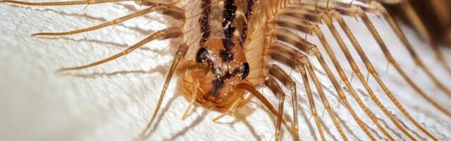 Stonoge vam opsedaju kuću? Evo šta znači njihova prisutnost i šta učiniti u vezi sa tim