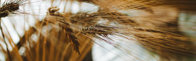 Реконструкција историјског пољопривредног пејзажа кроз Вавиловљеву колекцију