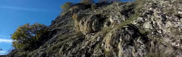 NESVAKIDAŠNJI PRIZOR SA SRPSKE PLANINE BOGATE ZLATOM! Pogledajte kakav je snimak nastao u netaknutoj prirodi Rogozne: Iz šume izronili neočekivani gosti! VIDEO