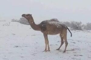 Снег у пустињи, где му место није