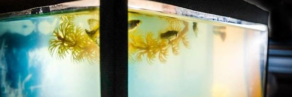 Kako da vam voda u akvarijumu bude kristalno čista