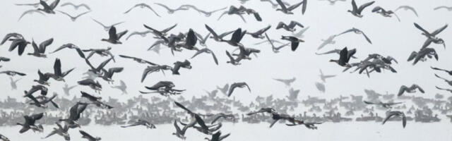 Високопатогени птичји грип потврђен код две дивље птице у Љубљани и Копру