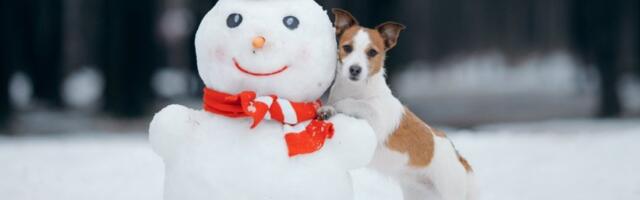 Sneško pored psa nema šanse: Nala potpuno šokirala vlasnike i nasmejala TikTok do suza (VIDEO)