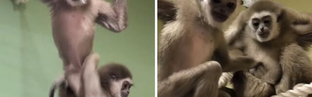 Delfin i Miki su odbačeni od majke, ali ne i zaboravljeni: Sada žive samostalno i svi ih vole