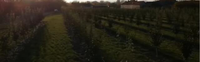 Tiosav otkriva trik za rod šljiva: Dovoljno je da sada ovo uradite u voćnjaku (FOTO)