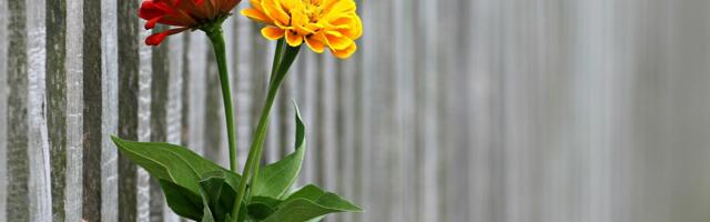 Pitali smo Nišlije: Koja je žena imala najveći uticaj na njih i da li smatraju da žene imaju ista prava kao muškarci u Srbiji?