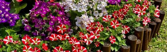 Petunije odlaze u zaborav: Ovo će biti kraljica cveća na vašem balkonu (FOTO)